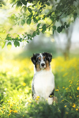 Obraz premium Portrait of adorable australian shepherd dog posing in the park on yellow dandalion's and green tree's background
