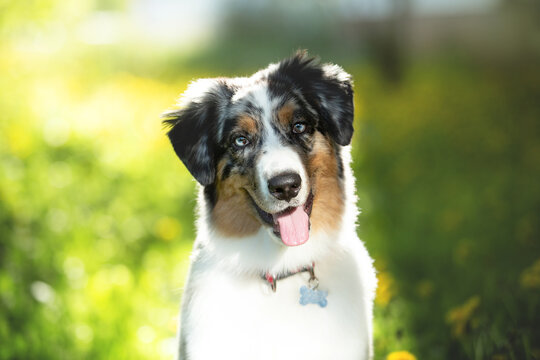 Portrait of adorable australian shepherd dog posing in the park on yellow dandalion's and green tree's background