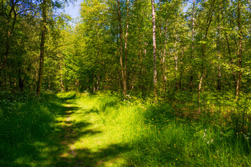 Fototapeta na wymiar Footpath in sunlight and shadow in green woodland in springtime, Voeren, Limburg, Belgium, June, 2021