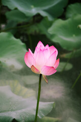Lotus on the West Lake in Huizhou City, Guangdong Province, China