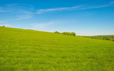 Fields and trees in a green hilly grassy landscape under a blue sky in sunlight in springtime, Voeren, Limburg, Belgium, June, 2021