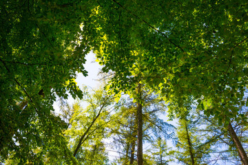 Footpath in sunlight and shadow in green woodland in springtime, Voeren, Limburg, Belgium, June, 2021