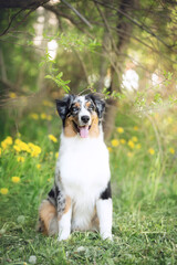 Obraz premium Portrait of adorable australian shepherd dog posing in the park on yellow dandalion's and green tree's background