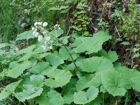 Petasites  albus | Petasites blanc &agrave; larges feuilles basales squameuses, dentel&eacute;e vertes, dessous gris-tomenteux, sous une tige dress&eacute;e, &eacute;cailleuse &agrave; aigrettes blanches et soyeuses