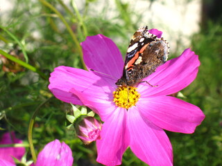 butterfly on pink flower