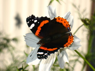 butterfly on a flower