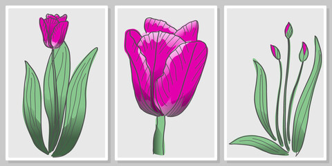 hand drawing tulip flower- wall art vector set, for wall art, poster, wallpaper, print
