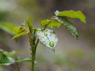 leaves of a tree