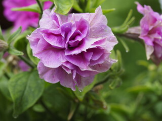 Fototapeta premium pink rose bush