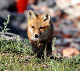 Red Fox kits exploring the area around the den, by Lake Ontario.