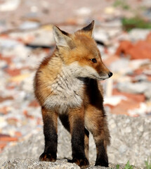 Red Fox kits exploring the area around the den, by Lake Ontario.