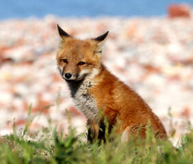 Naklejka na ściany i meble Red Fox kits exploring the area around the den, by Lake Ontario.