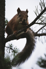 squirrel on a tree