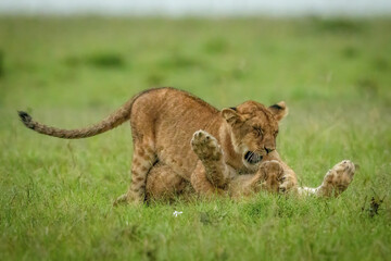 Lion cub lies on top of another