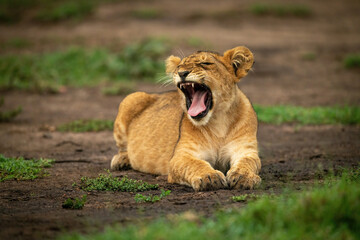 Lion cub lies on dirt yawning widely