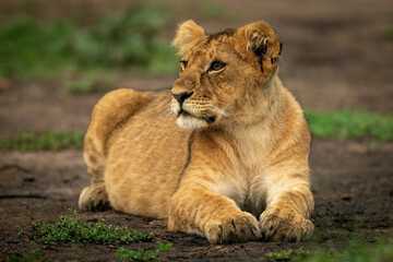 Fototapeta na wymiar Lion cub lies on dirt looking left
