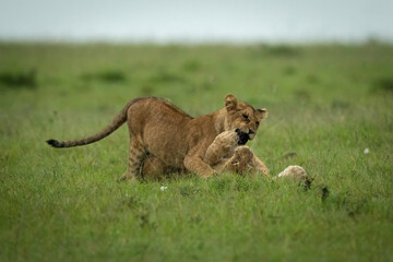 Fototapeta na wymiar Lion cub lies on another in grass