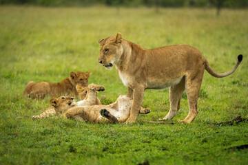 Lion cub lies on back by mother