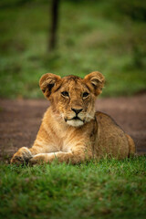 Obraz na płótnie Canvas Lion cub lies in grass turning head