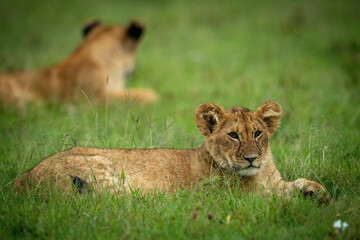 Fototapeta na wymiar Lion cub lies in grass near another