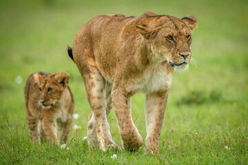 Lion cub follows lioness over short grass
