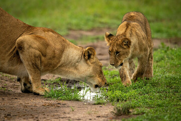 Lion cub approaches mother drinking from puddle