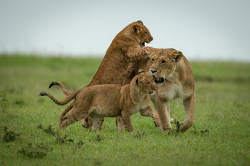 Cubs play fighting with lioness crossing grassland