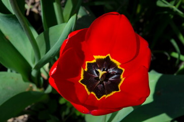 Macro shot of a red tulip interior, Sofia, Bulgaria   