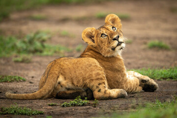 Obraz na płótnie Canvas Lion cub lies on dirt looking up