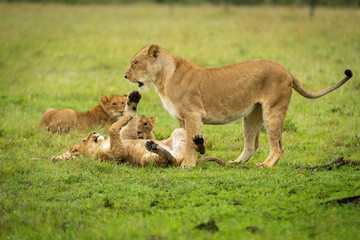 Fototapeta na wymiar Lion cub lies on back with mother