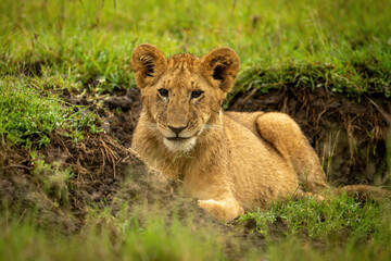 Fototapeta na wymiar Lion cub lies in ditch raising head