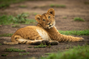 Lion cub lies in dirt looking back