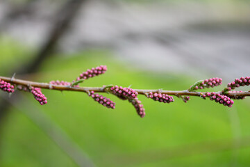 close up of branches