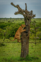 Lion cub climbs up tree on grassland