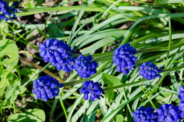 Blue muscari flowers in bloom in the garden, Sofia, Bulgaria 