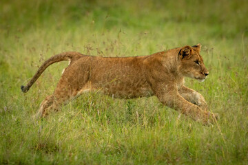 Lion cub jumps through grass looking right
