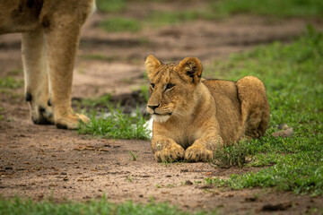 Lion cub lies beside mother on dirt