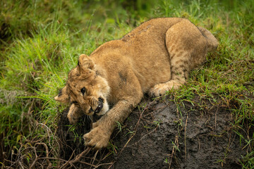 Lion cub leans down bank grabbing branch