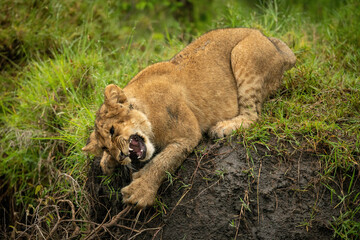 Fototapeta na wymiar Lion cub leans down bank grabbing branches