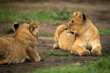 Lion cub lies beside another on dirt