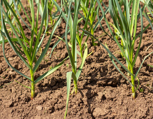 Young garlic grows on a bed in the garden.