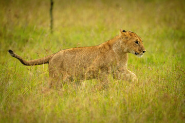 Lion cub jumps through grass lifting paws