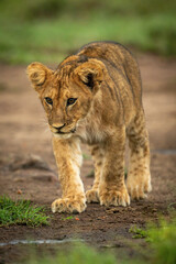 Fototapeta na wymiar Lion cub crosses dirt with lowered head