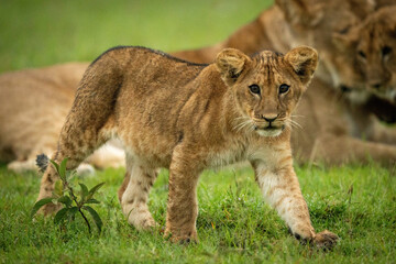 Lion cub crosses grass with family behind