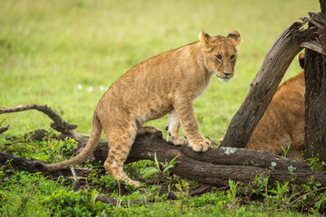 Lion cub climbs on log in grass