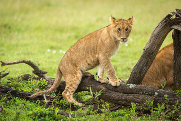 Lion cub climbs on log in grassland