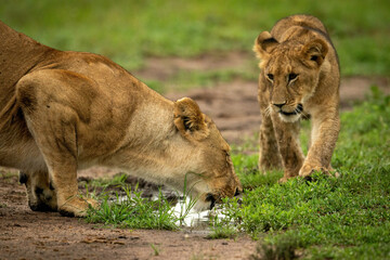 Lion cub approaching mother drinking from puddle