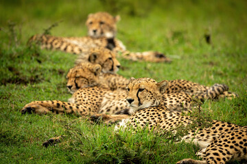 Line of cheetahs lying on short grass