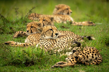 Naklejka na ściany i meble Line of cheetahs lying in short grass