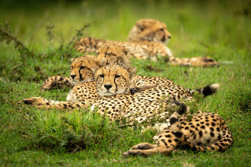 Line of cheetahs lie on short grass